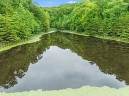 Hidden Treasure- Private Pool, Firepit, Pond, 1600 Acres - Image 3